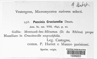 Puccinia crucianellae image
